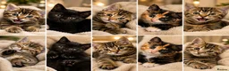 Mixed Breed cats for sale: Bengal/maine coon mixed breed  - Advert 9