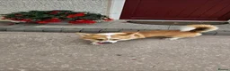 Welsh Corgi Pembroke dogs for sale: Pembroke Welsh corgi pups - Advert 19