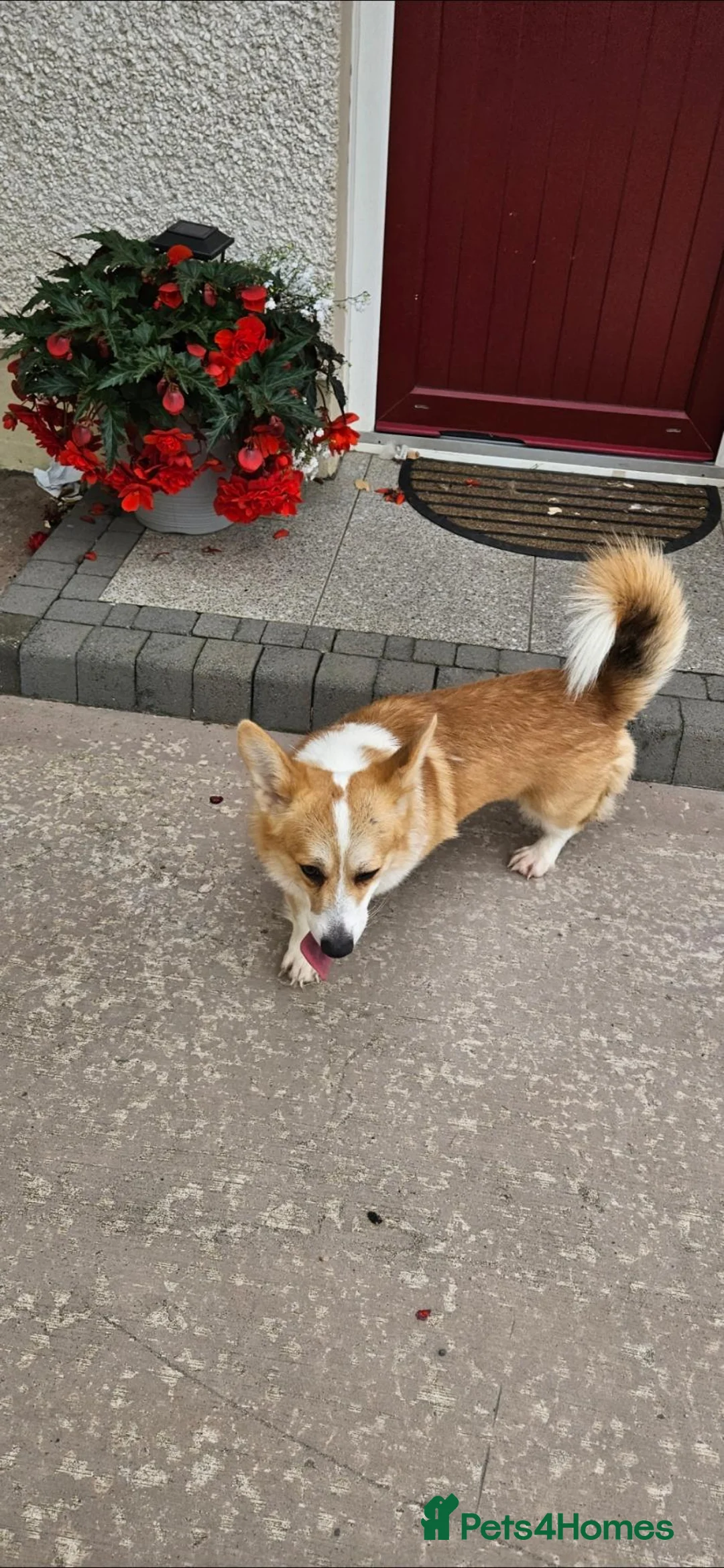 Welsh Corgi Pembroke dogs for sale: Pembroke Welsh corgi pups - Advert 19