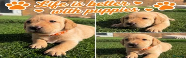 Labrador Retriever 5
