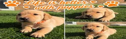 Labrador Retriever dogs for sale: Labrador puppies for sale 3 females left  - Advert 7