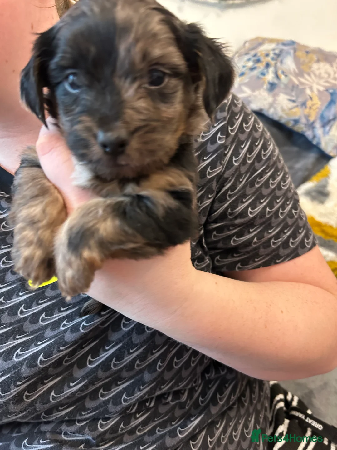 Mixed Breed dogs for sale: Puppies for sale - Advert 6