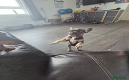 French Bulldog dogs for sale: Beautiful Belle - Image 6