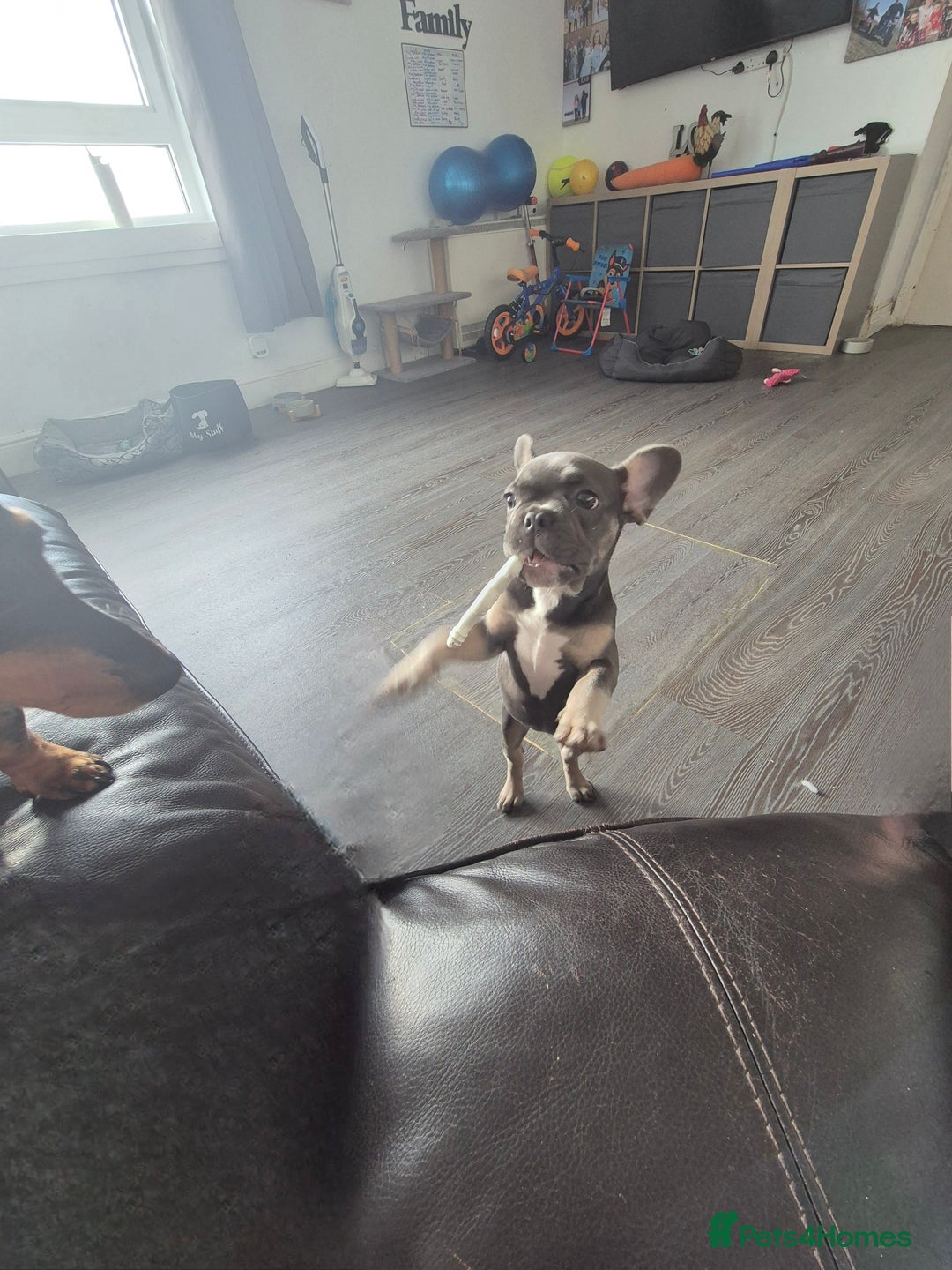 French Bulldog dogs for sale: Beautiful Belle - Image 6