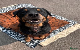 Rottweiler dogs for adoption: Zak   - Image 2