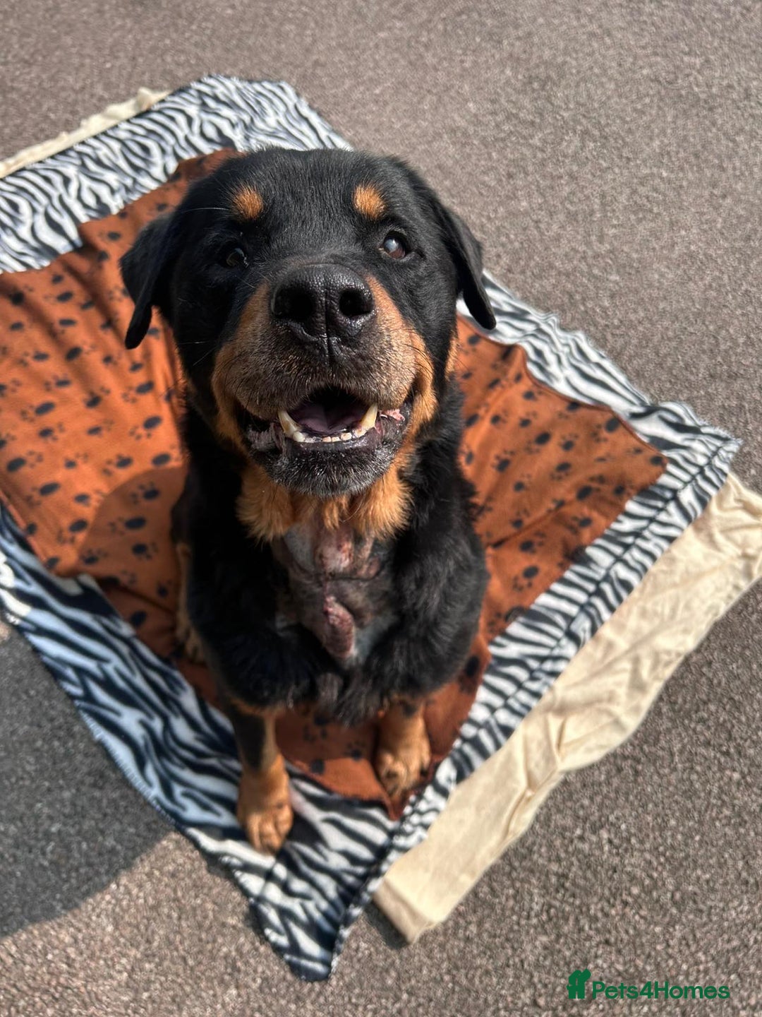 Rottweiler dogs for adoption: Zak   - Image 2