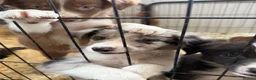 Border Collie dogs for sale: Rare coloured Border Collie Puppies for sale - Advert 5