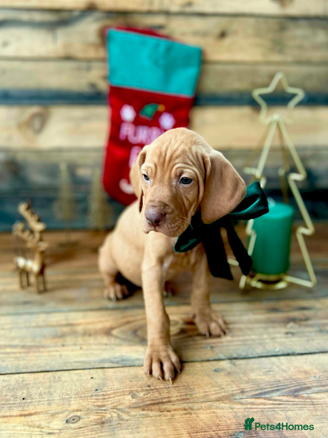 Hungarian Vizsla dogs for sale: Hungarian Vizsla Puppies  - Advert 7