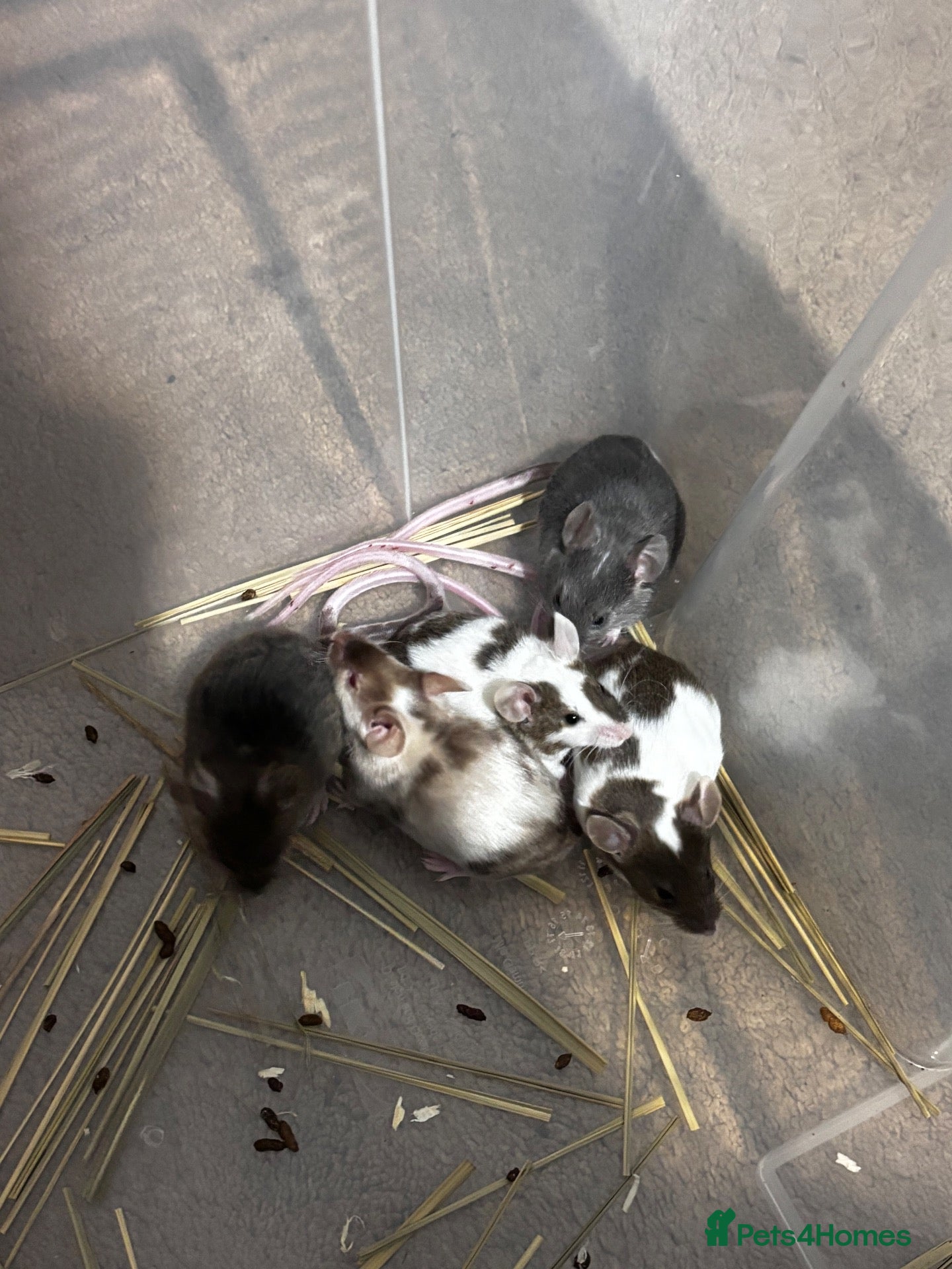 Mouse rodents Multiple baby boy mice  - Advert 13