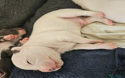Staffordshire Bull Terrier dogs for sale:  Unique Classic Markings - Image 27