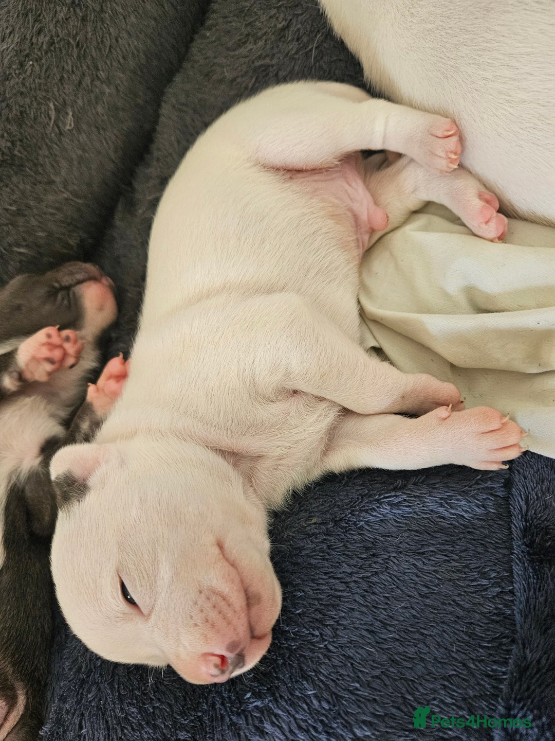 Staffordshire Bull Terrier dogs for sale:  Unique Classic Markings - Image 27