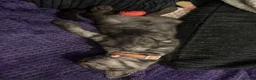 Mixed Breed cats for sale: 3 kittens one born in march other born in April  - Advert 3