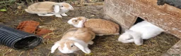 Dwarf Lop rabbits for sale: Friendly, lovely, laidback dwarf lop girls🐰🥰 - Advert 6