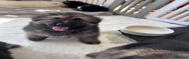 German Shepherd 5