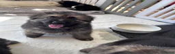 German Shepherd dogs for sale: Gorgeous German Shepherd Puppies - Advert 7