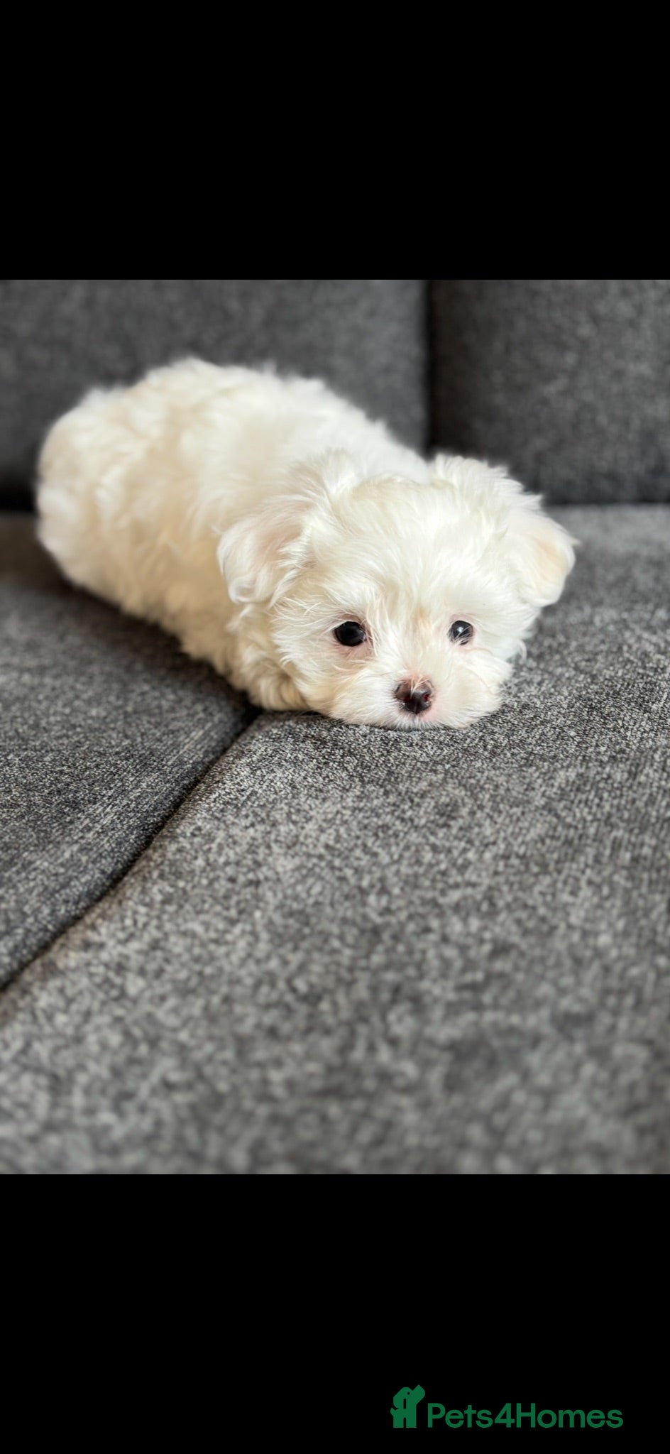 Maltese dogs we have one Tiny little boy available - Advert 7