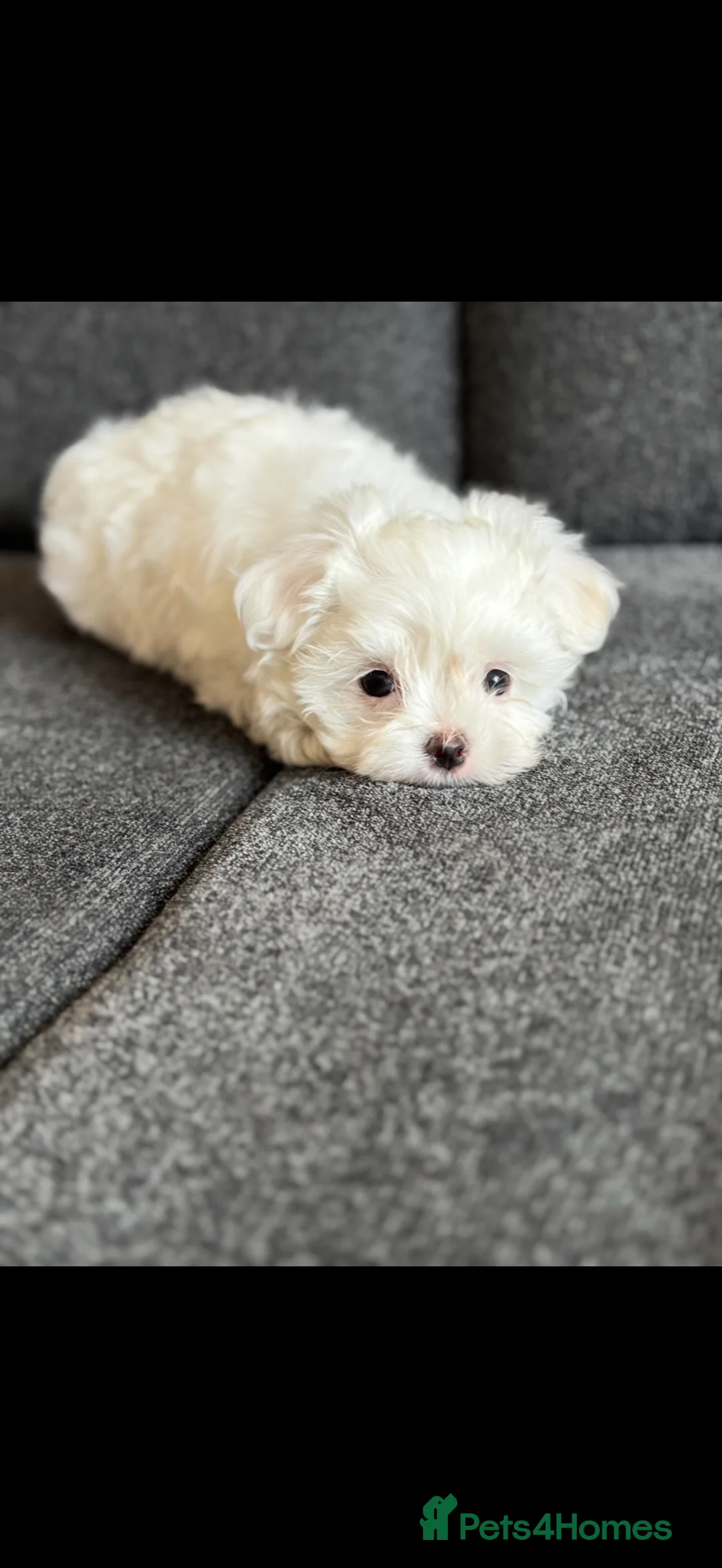Maltese dogs for sale: we have one Tiny little boy available - Advert 1