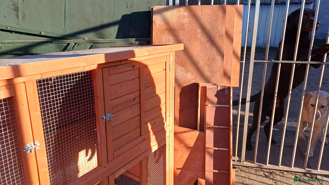 Mixed Breed rabbits for sale: 2 pets at home rabbit hutches  - Advert 8