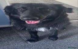 Mixed Breed dogs for sale: Rehoming!!  - Image 1