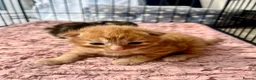 Siberian cats for sale: Two Fluffy Kittens!  - Advert 4