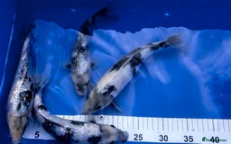 Koi Carp fish for sale: Huge selection of Japanese Koi for sale - Image 6