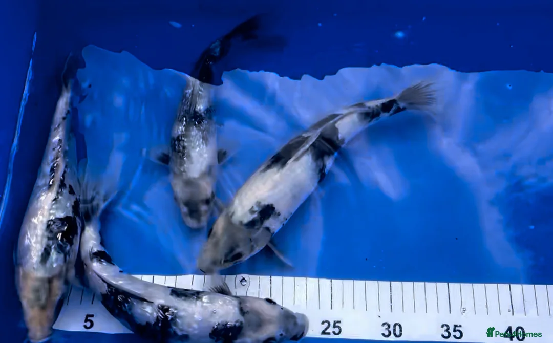 Koi Carp fish for sale: MASSIVE WINTER KOI SALE - 50% off - Advert 9