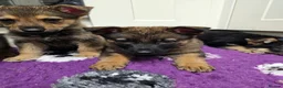 German Shepherd dogs for sale: KC Registered & Health Tested Working Line Puppies - Advert 30