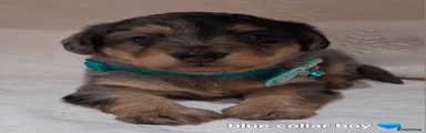 Turquoise Collar