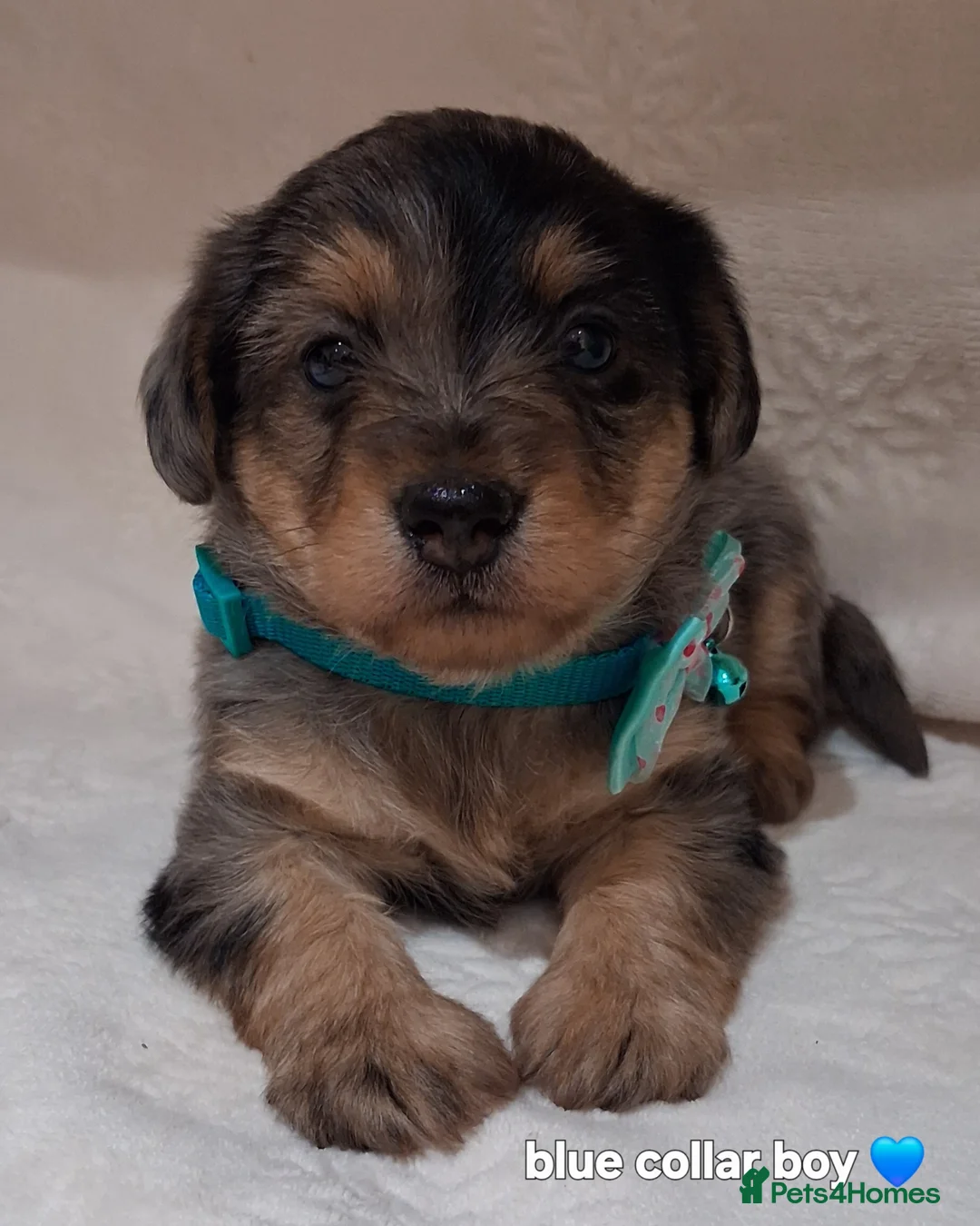 Jack Russell dogs for sale: ♡♡♡Beautiful Jack Russel Puppies Ready Soon!!♡♡♡ - Advert 2