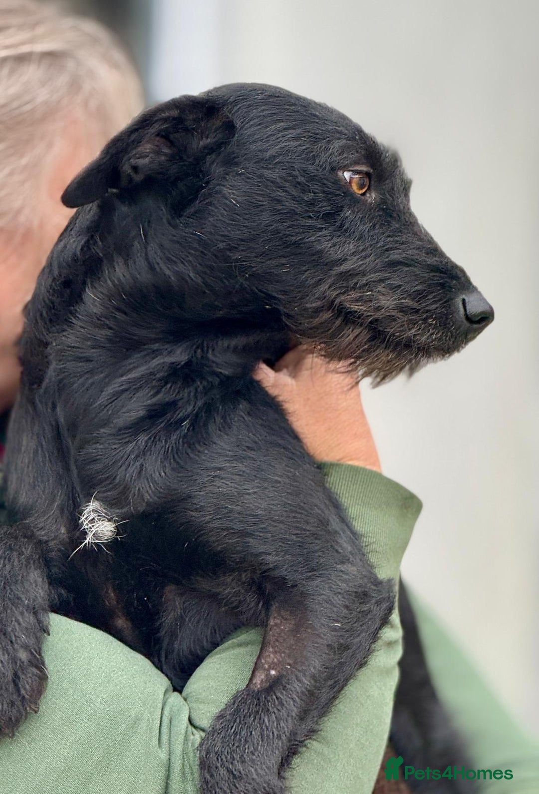 Mixed Breed dogs for adoption: JOY.  - Image 2