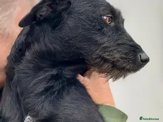 Mixed Breed dogs JOY. - Advert 14