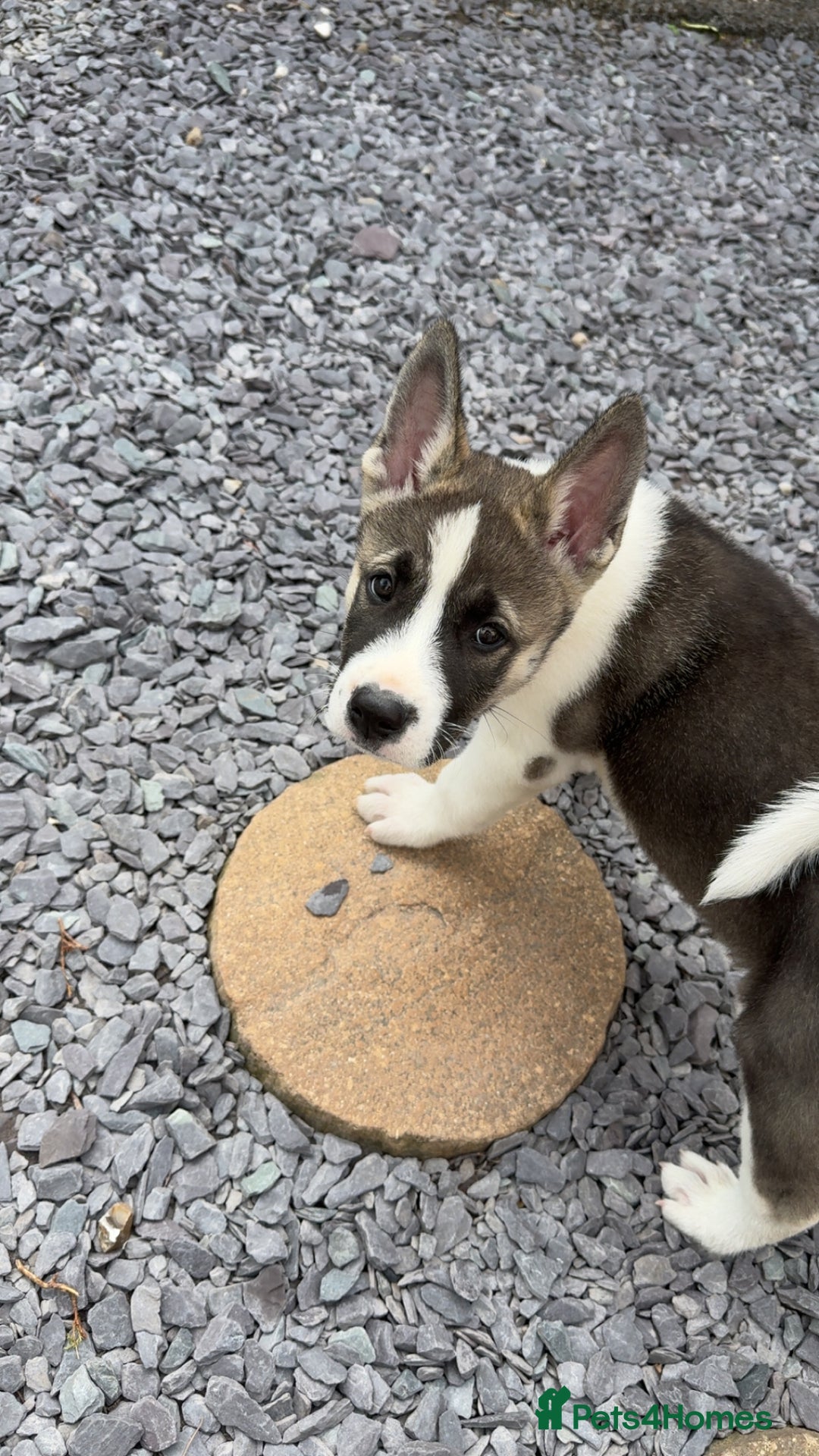 Mixed Breed dogs for sale: AMERICAN AKITA PUPPY FOR SALE - READY TO GO. - Image 4