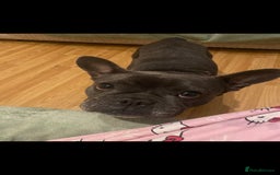 French Bulldog dogs for sale: Female French bulldog  - Image 5