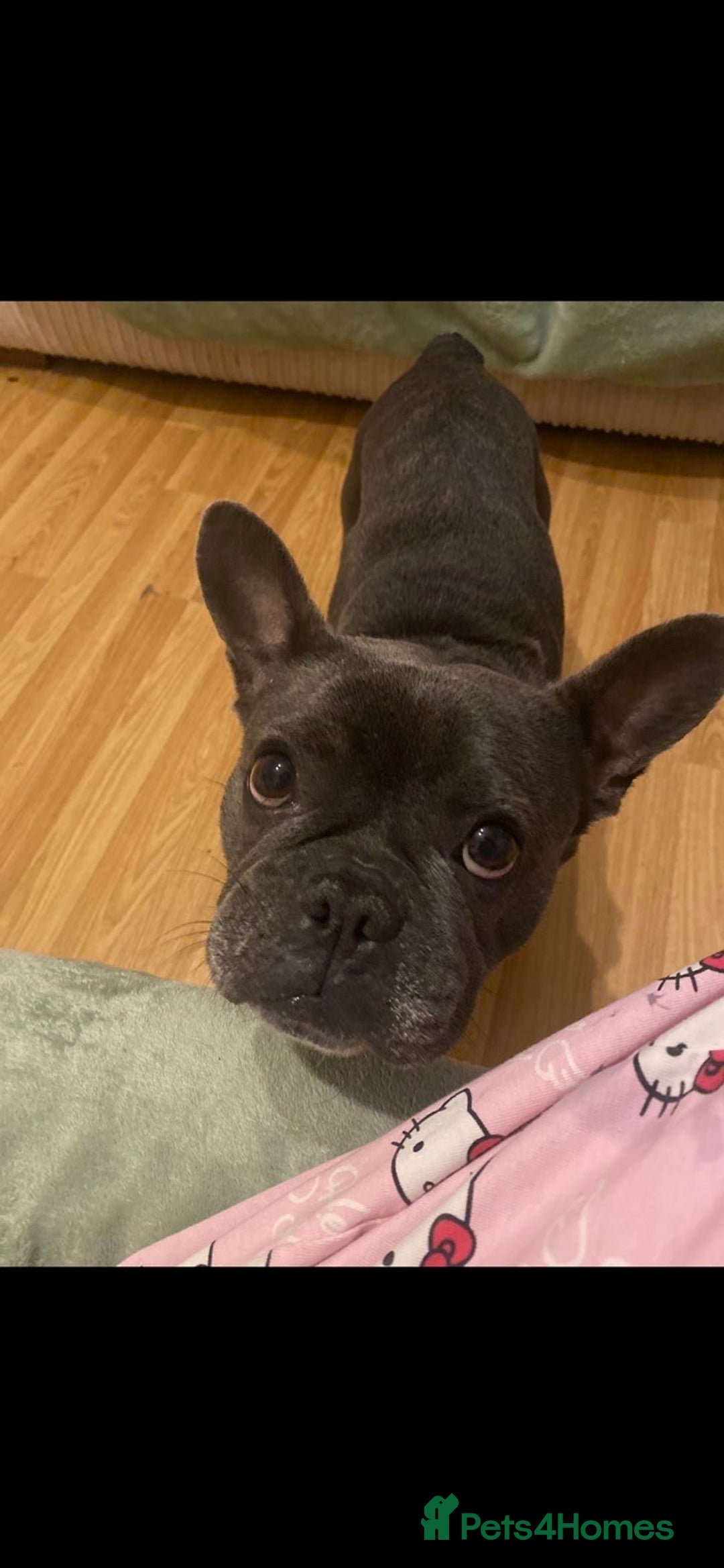 French Bulldog dogs for sale: Female French bulldog  - Image 5