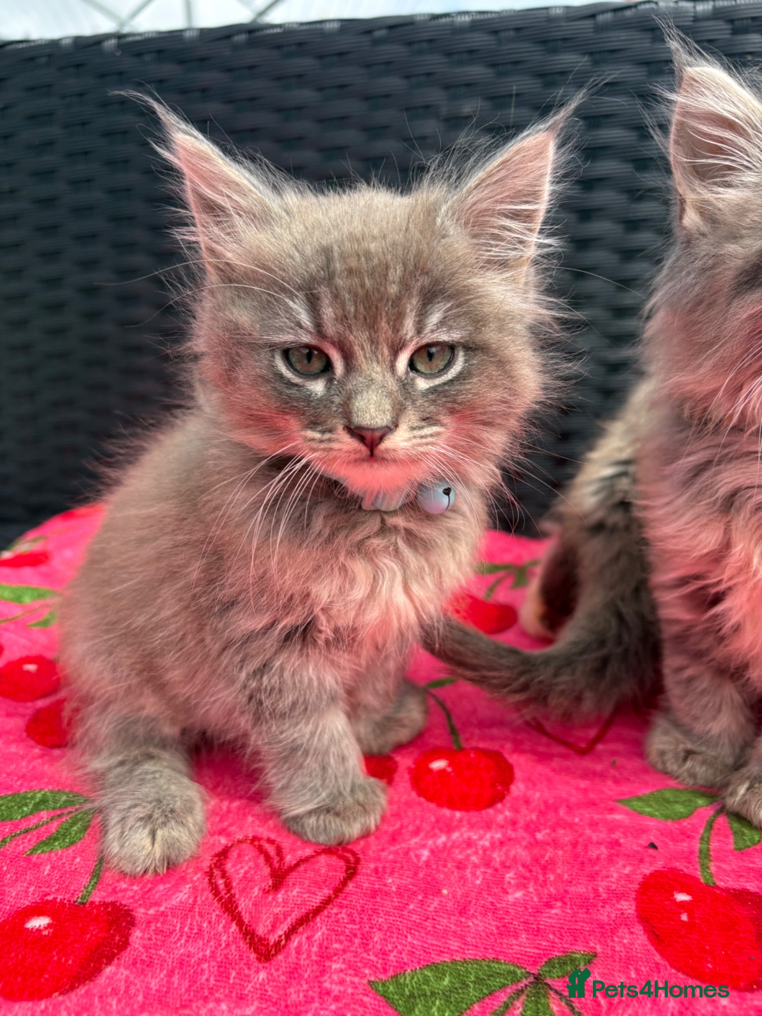 Mixed Breed Kitten 1