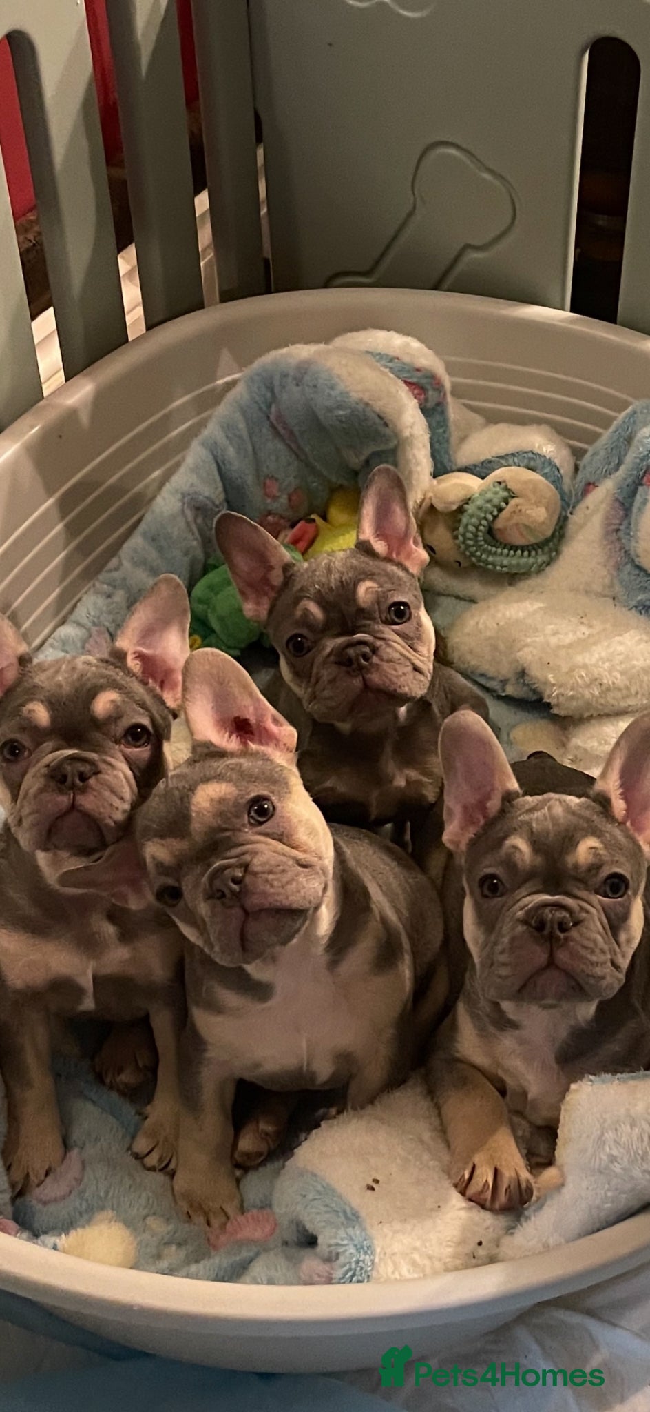 French Bulldog dogs French Bulldog Puppies - Advert 12