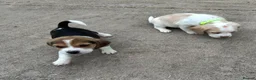 Beagle dogs for sale: Quality Foot Beagle Puppies - Advert 12