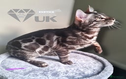 Bengal cats for sale: Intensively socialised bengal kittens - lap cats! in Scunthorpe - Image 13