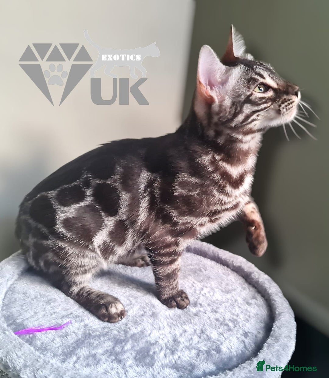 Bengal cats for sale: Intensively socialised bengal kittens - lap cats! in Scunthorpe - Image 13