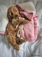 Cavapoo dogs - Advert 8