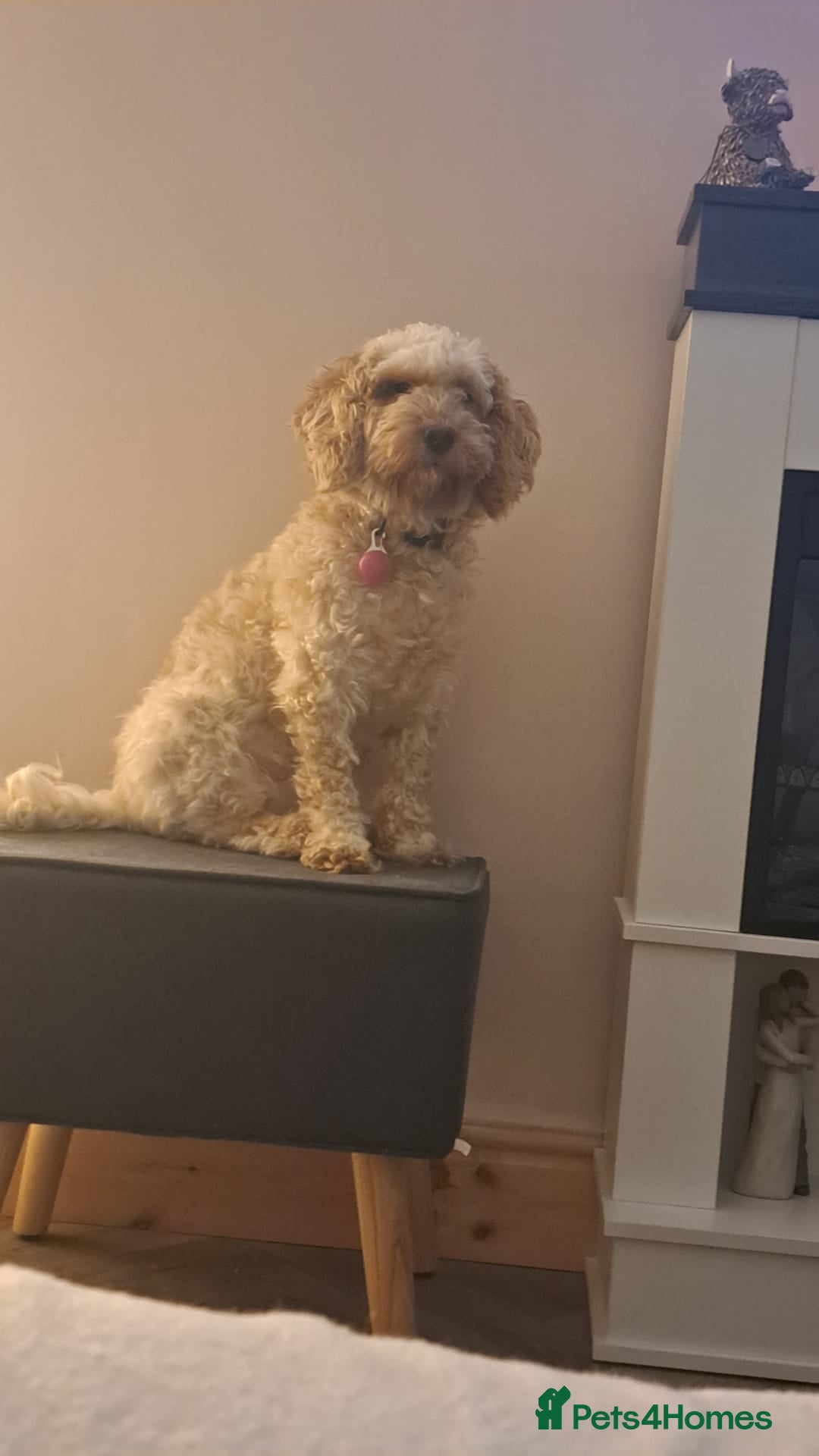 Cockapoo dogs Cockerpoo 18mnth - Advert 1