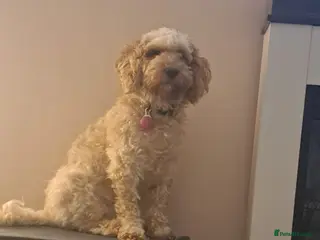 Cockapoo dogs Cockerpoo 18mnth - Advert 1