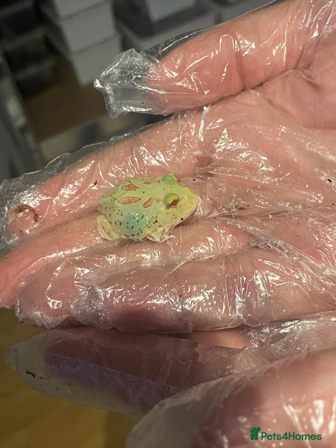 Frog reptiles for sale: Baby Pac-Man Froglets  - Advert 3