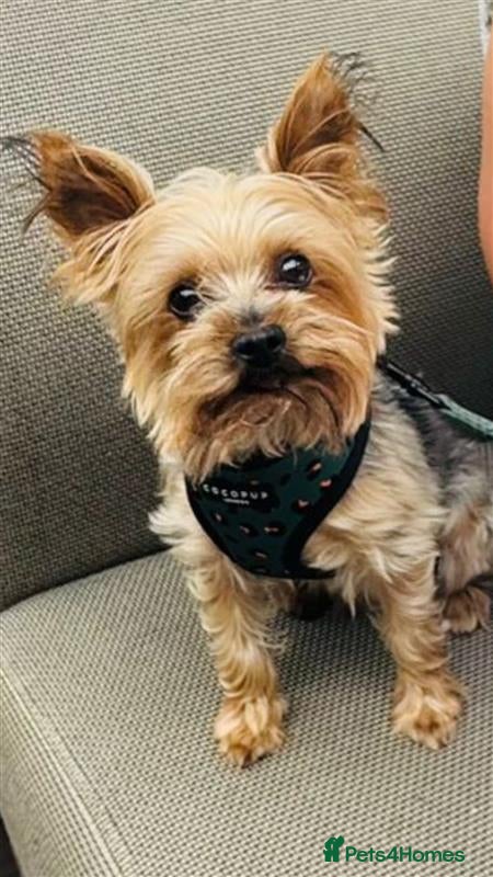 Yorkshire Terrier dogs Stud Available - Advert 5