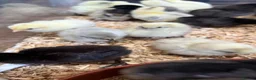 Chickens poultry for sale: Chicks available  - Advert 7