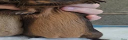 Guinea Pig rodents for sale: Guinea pig boars for sale  in Stourport-on-Severn - Advert 12