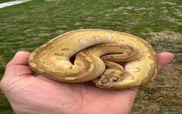 Python Snake reptiles for sale: Royal python hatchlings for sale  - Image 13