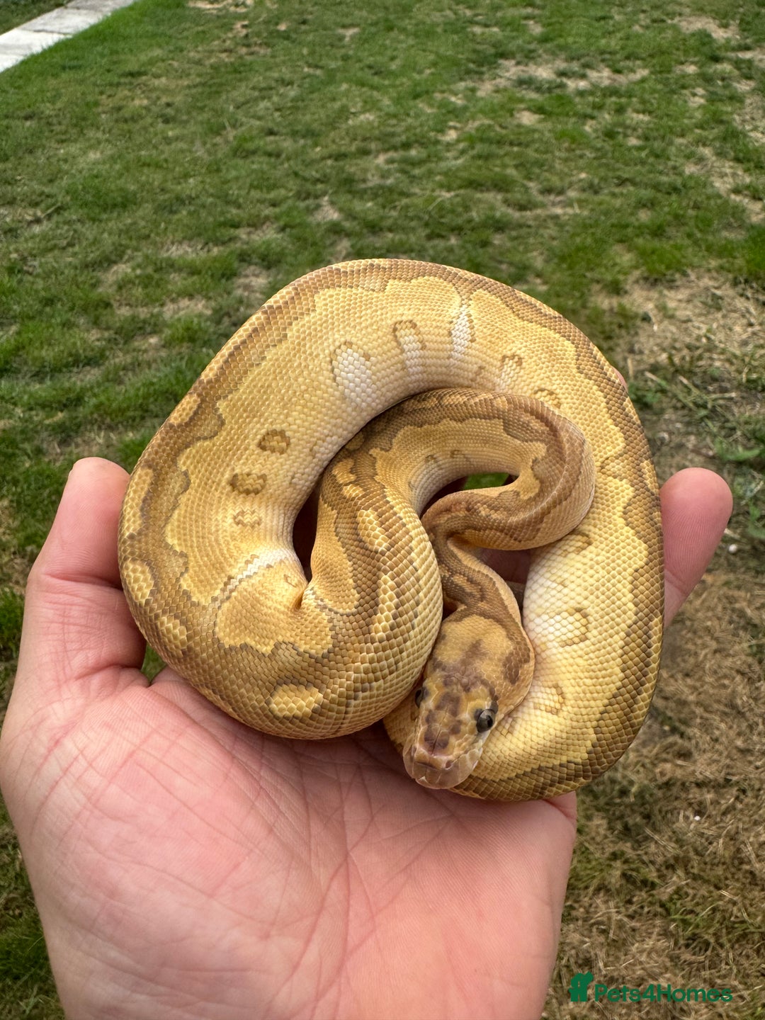 Python Snake reptiles for sale: Royal python hatchlings for sale  - Image 13