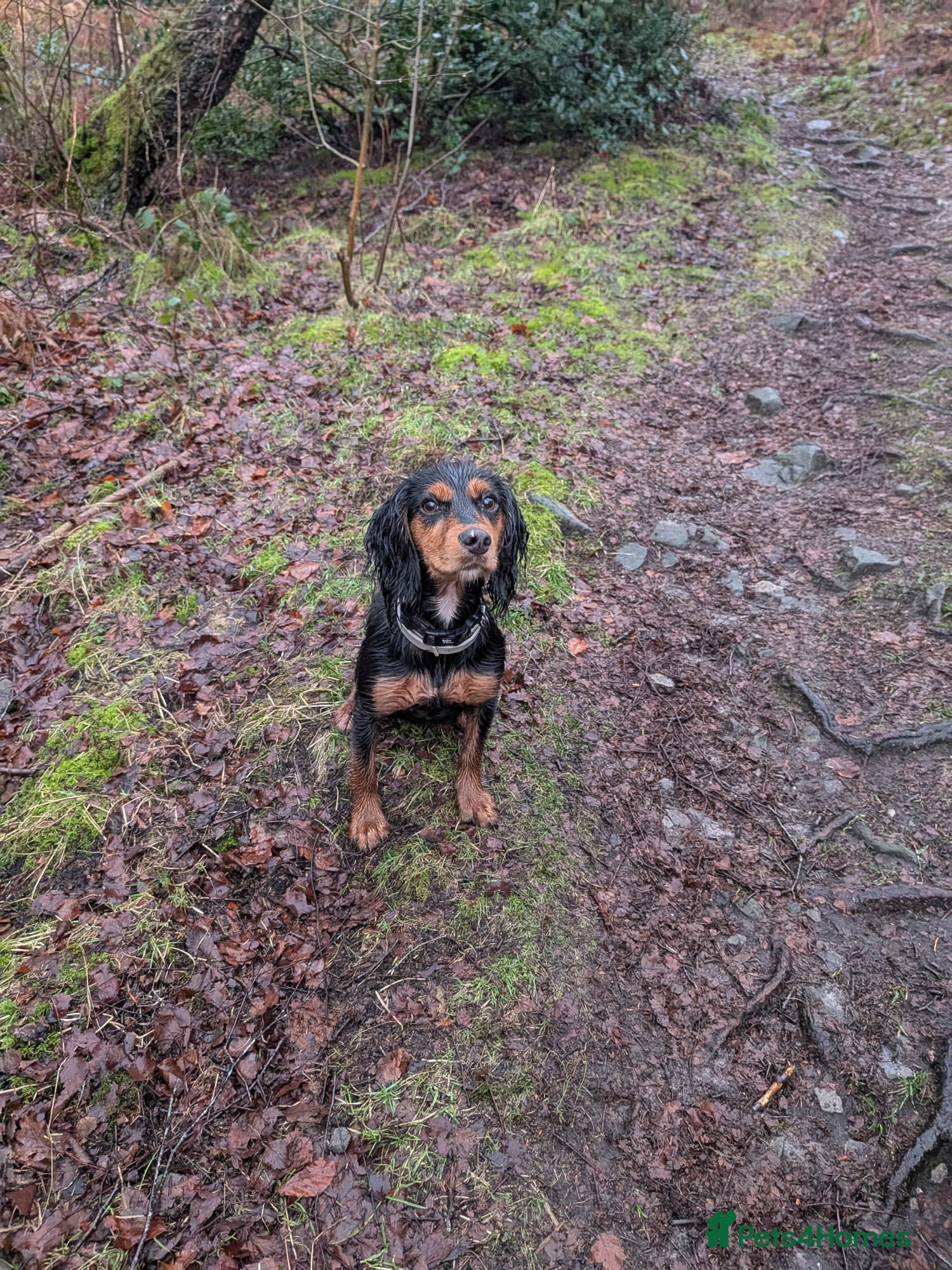 Cocker Spaniel dogs Stunning Working Cocker - Advert 1