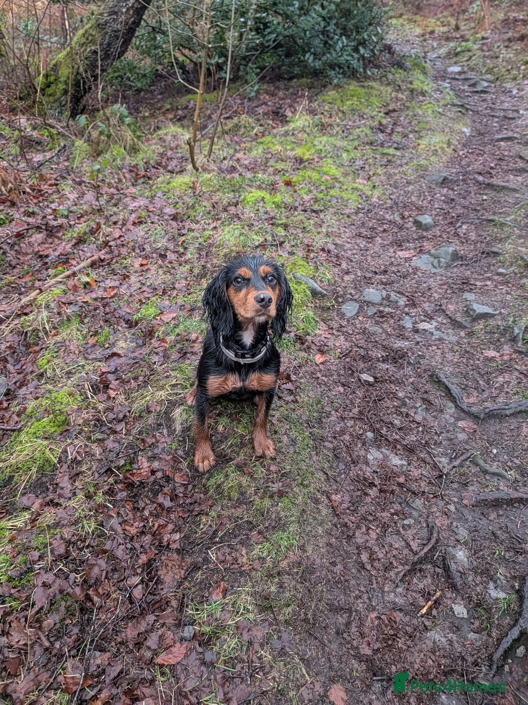 Cocker Spaniel dogs for sale: Stunning Working Cocker - Advert 1